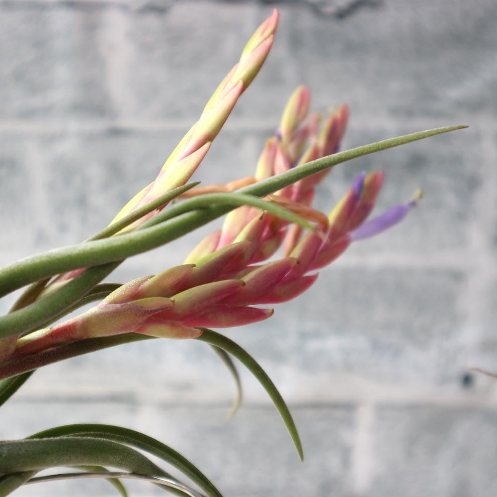 エアープランツ チランジア カプトメドゥーサ Lサイズ【幅約20cm