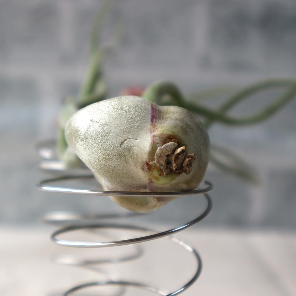 エアープランツ チランジア カプトメドゥーサ Lサイズ【幅約20cm