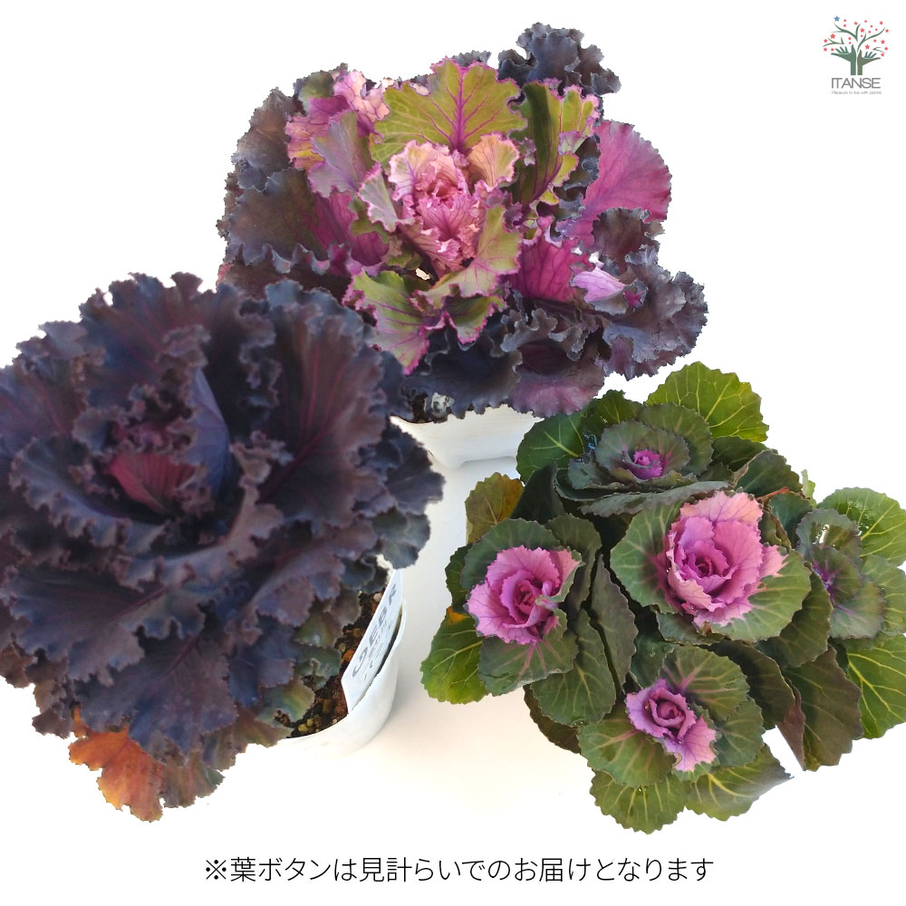 お正月飾り 迎春しめ飾りアレンジ【花苗 3号／1個売り】