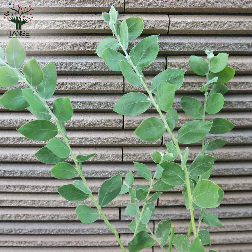 SALEさん専用　パールアカシア/ 593 パールアカシア 2m級 /319 - メルカリ