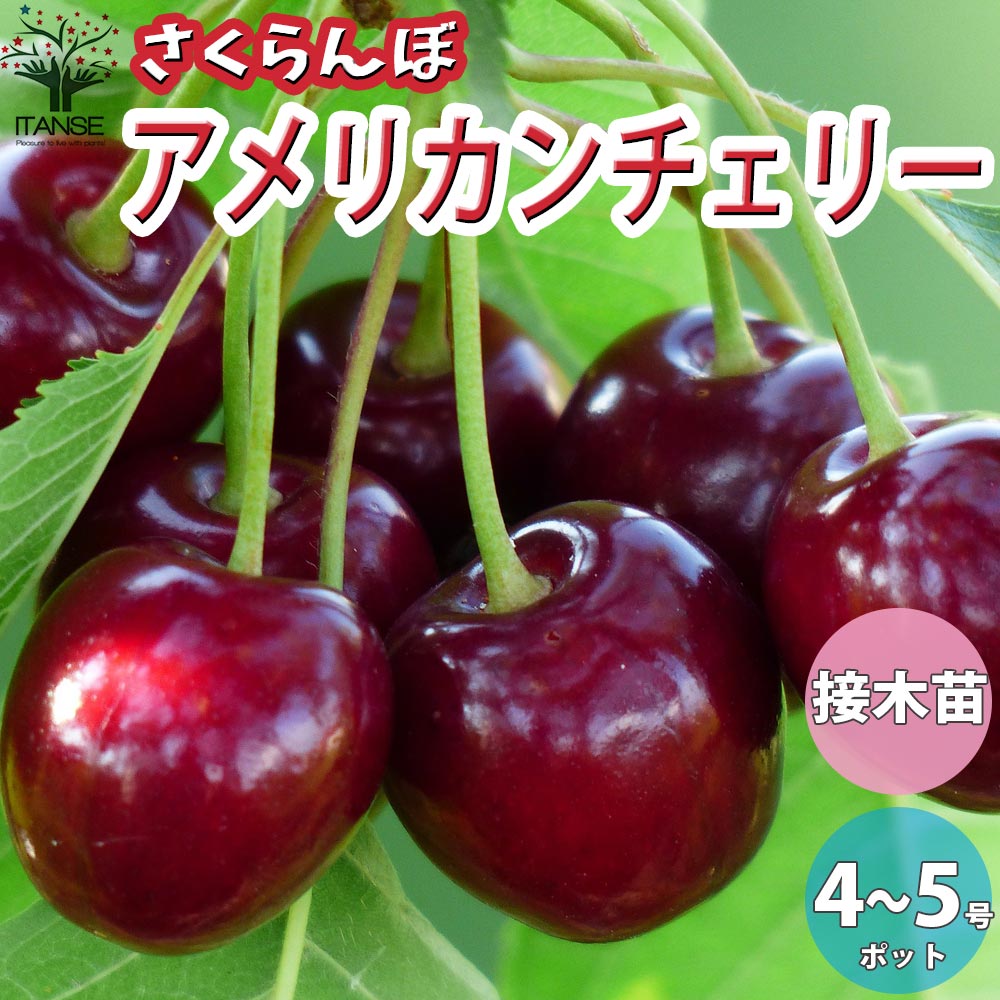 さくらんぼの苗木 アメリカンチェリー【果樹の苗木 12～15cmポット 1