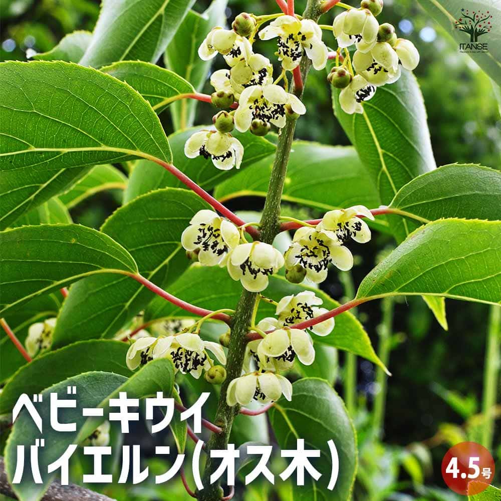 ベビーキウイの苗木 バイエルン(オス) 【果樹の苗木 4.5号ポット／1個売り】