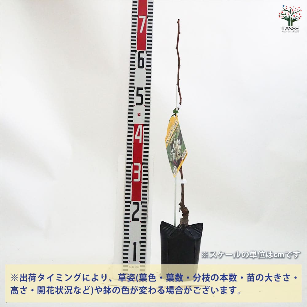 ベビーキウイの苗木 バイエルン(オス) 【果樹の苗木 4.5号ポット／1個売り】