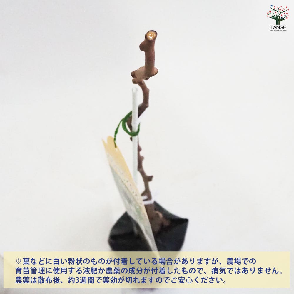 ベビーキウイの苗木 バイエルン(オス) 【果樹の苗木 4.5号ポット／1個売り】