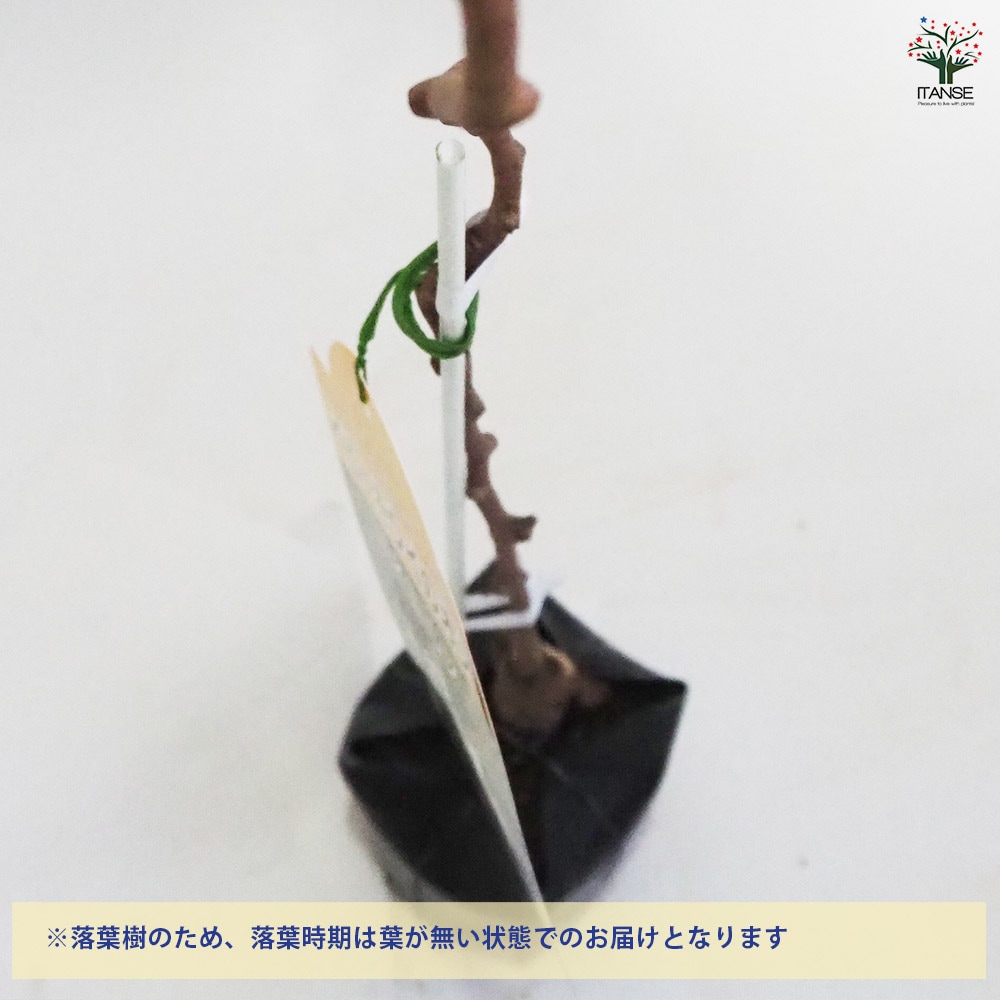 ベビーキウイの苗木 バイエルン(オス) 【果樹の苗木 4.5号ポット／1個売り】