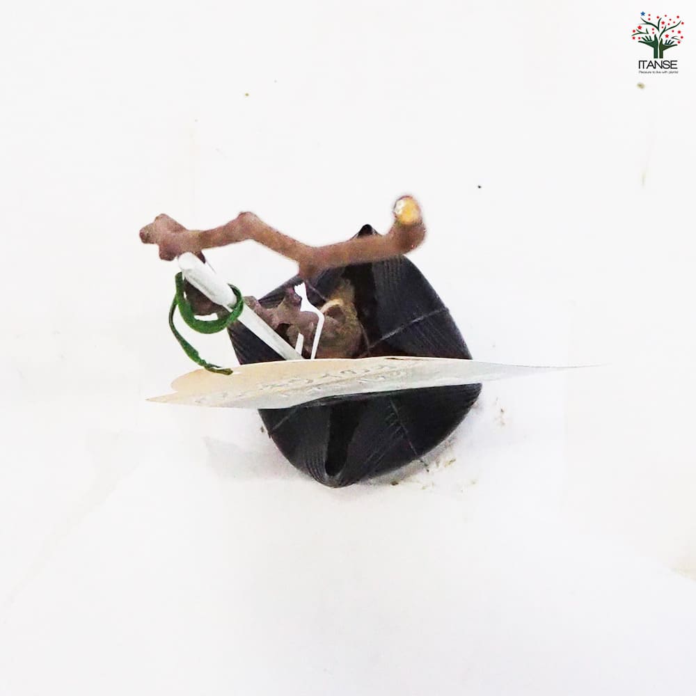 ベビーキウイの苗木 バイエルン(オス) 【果樹の苗木 4.5号ポット／1個売り】