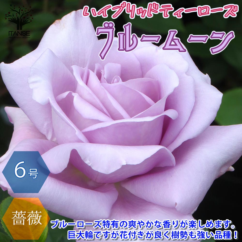 専用品稀少☆ひいらぎとパイン＆薔薇の浪曼ティックライト4花 専用品