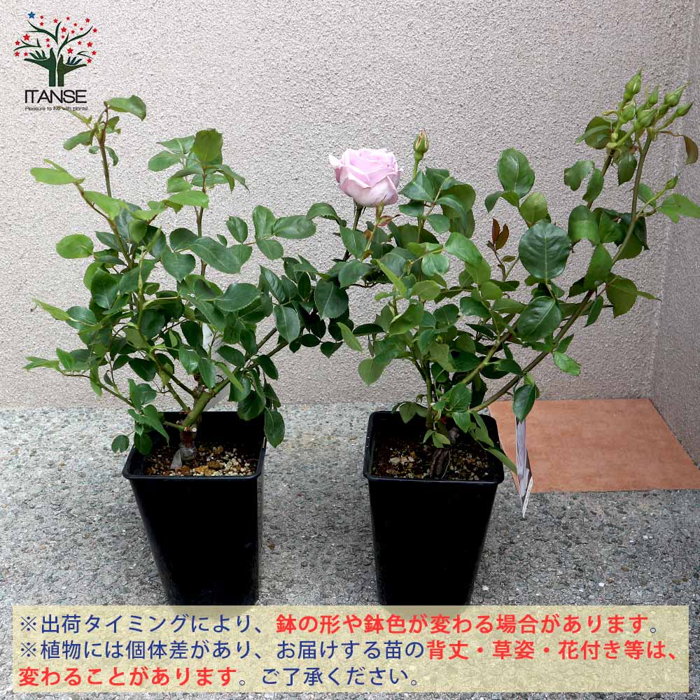 スタンダード仕立てバラ新苗（ブルー花、四季咲) スタンダード仕立てバラ苗（ブルー花、四季咲き)