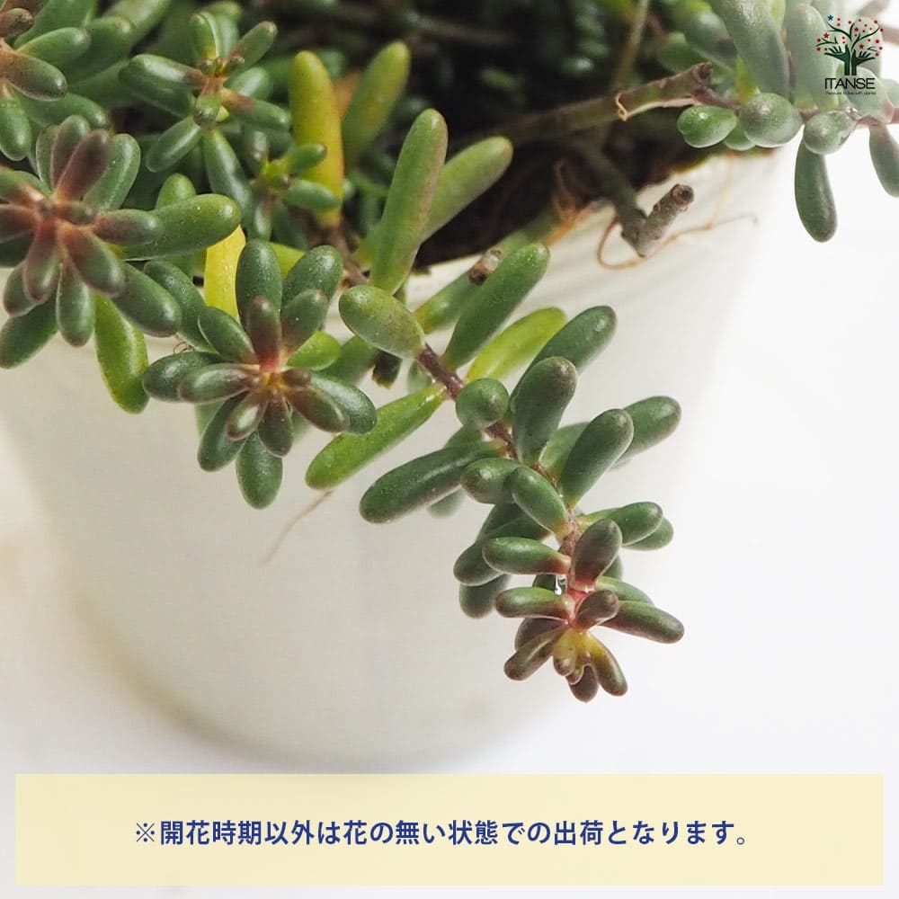 朧月 & セダム コーラルカーペット　プランターごと発送！ 古株 大苗 セダム コーラルカーペット 【多肉植物 2.5号ポット】｜ 【植物の