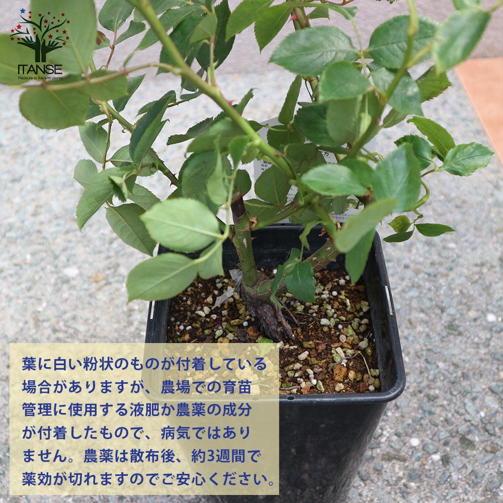 残りわずか 在庫限り超価格 送料無料 ブルームーン 大輪四季咲き ハイブリッドティーローズ 薔薇の苗木 花苗 6号大苗 1個売り バラ苗 バラの苗 薔薇苗 薔薇の苗 花苗 花の苗 ローズガーデン イングリッシュガーデン Rose バラ園 フラワーガーデン 上質風合い