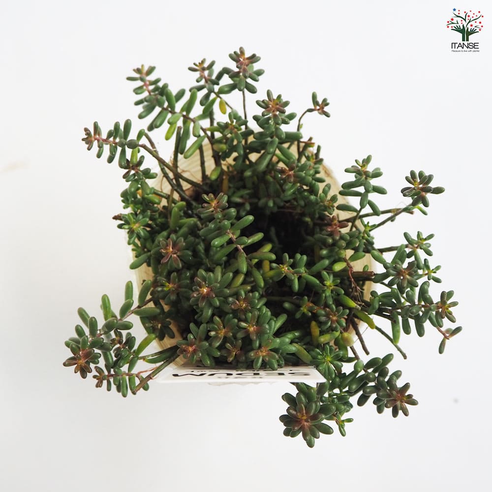 セダム コーラルカーペット 【多肉植物 2.5号ポット】｜ 【植物の