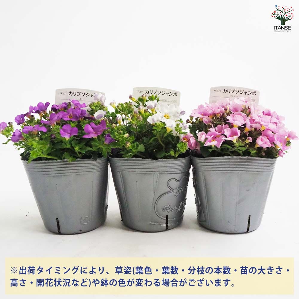 603〓訳あり希少ジャボチカバ Plinia sp.'Cambucá-roxo' 商品一覧