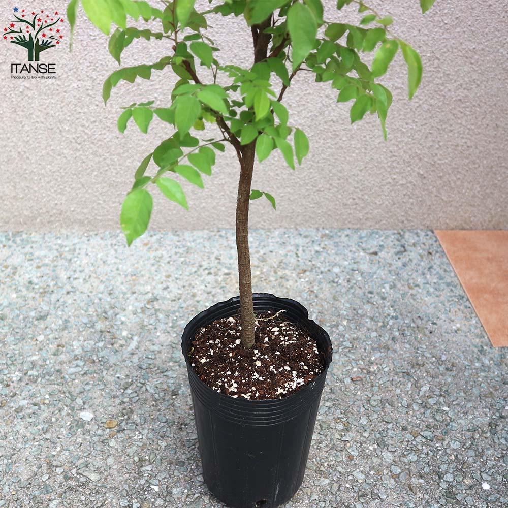 スターフルーツの苗 【果樹の苗木 13.5cmポット／1個売り