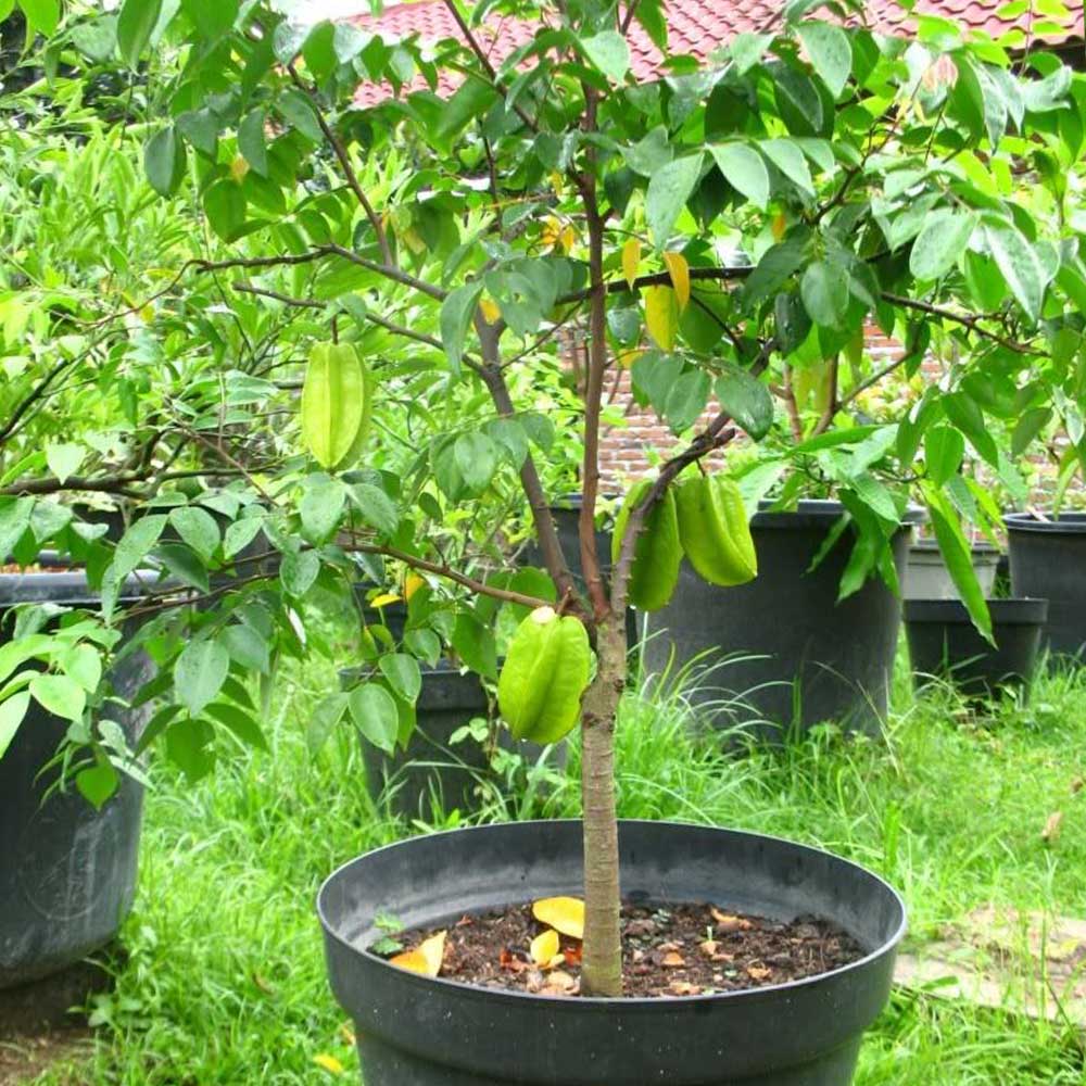 スターフルーツ　取り木苗木 スターフルーツ 取り木苗 1株