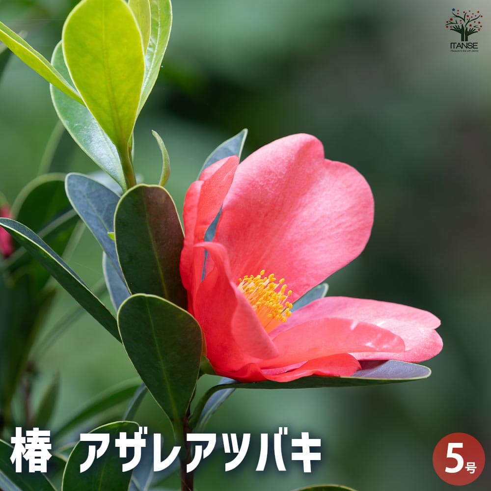 ツバキ ツバキ (Camellia japonica)