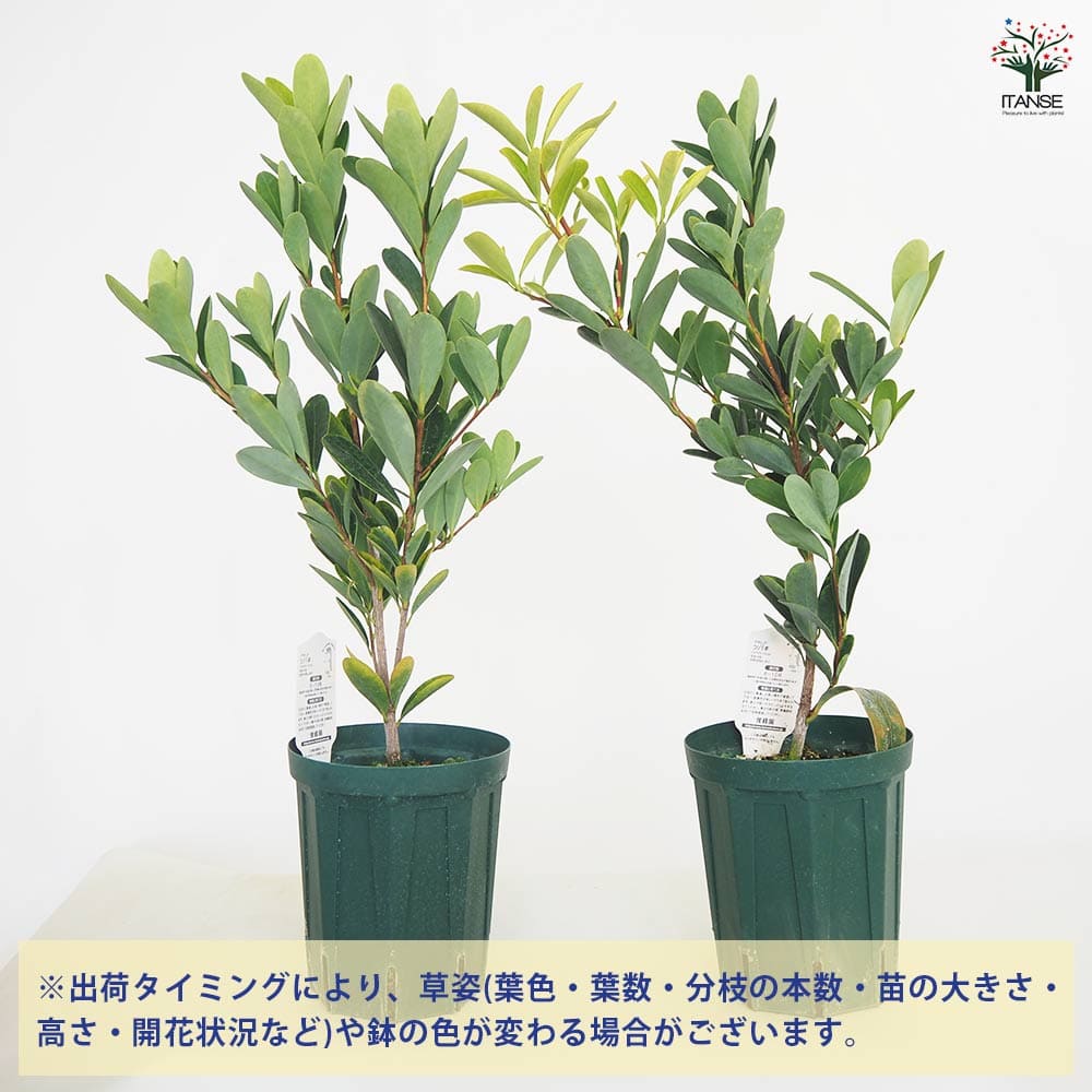 椿(ツバキ)の苗木 アザレアツバキ 【花木苗 5号／1個売り】｜ 【植物の