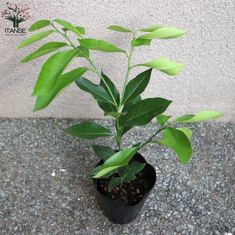 レモンの苗木 リスボン【果樹の苗木 4号ポット 挿し木苗／1個売り