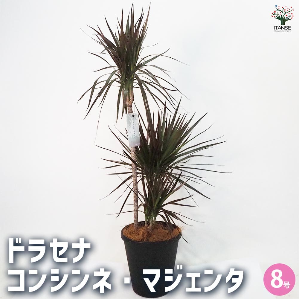観葉植物 ドラセナ コンシンナ コンシンネ ２種植え ８号鉢 観葉植物 ドラセナ コンシンナ コンシンネ 2種植え 8号鉢