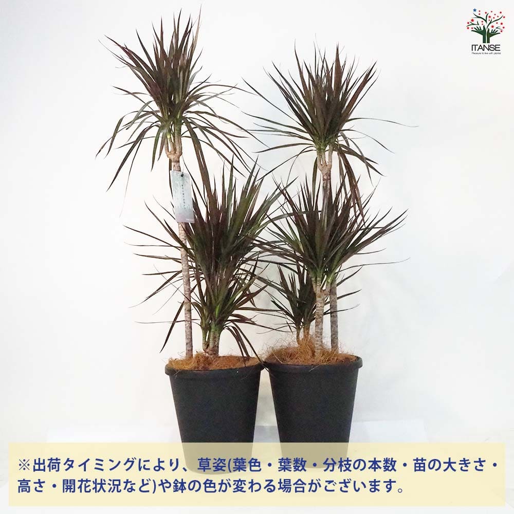 現品　ドラセナ　コンシンネ　マジェンダ　斑入り　観葉植物　特大　室内　インテリア 現品 ドラセナ コンシンネ マジェンダ 斑入り 観葉植物 特大