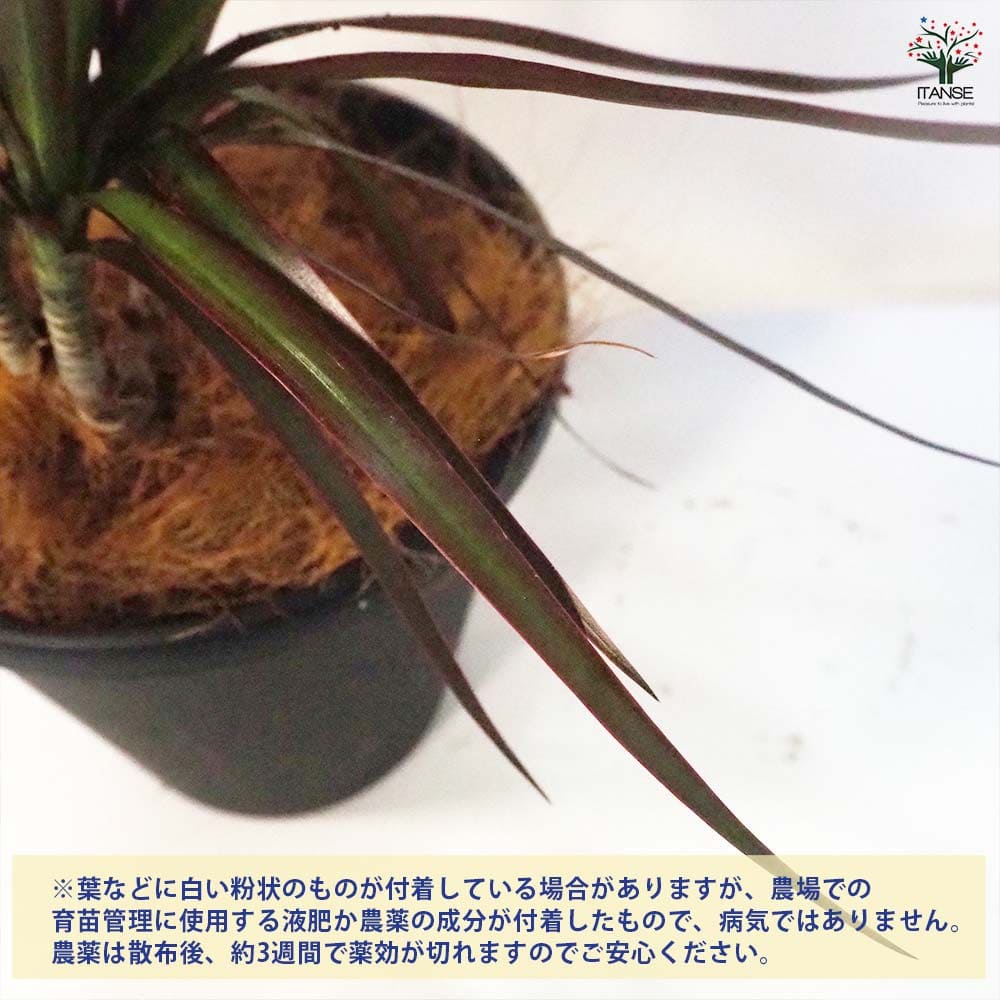 ha7　観葉植物　ドラセナ　マジェンタ　ブラック　8号　陶器鉢　植え込み ha7 観葉植物 ドラセナ マジェンタ ブラック 8号 陶器鉢