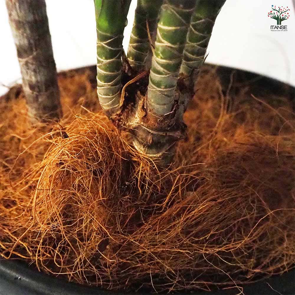 ドラセナ コンシンネ マジェンタ 【観葉植物 8号鉢／1個売り