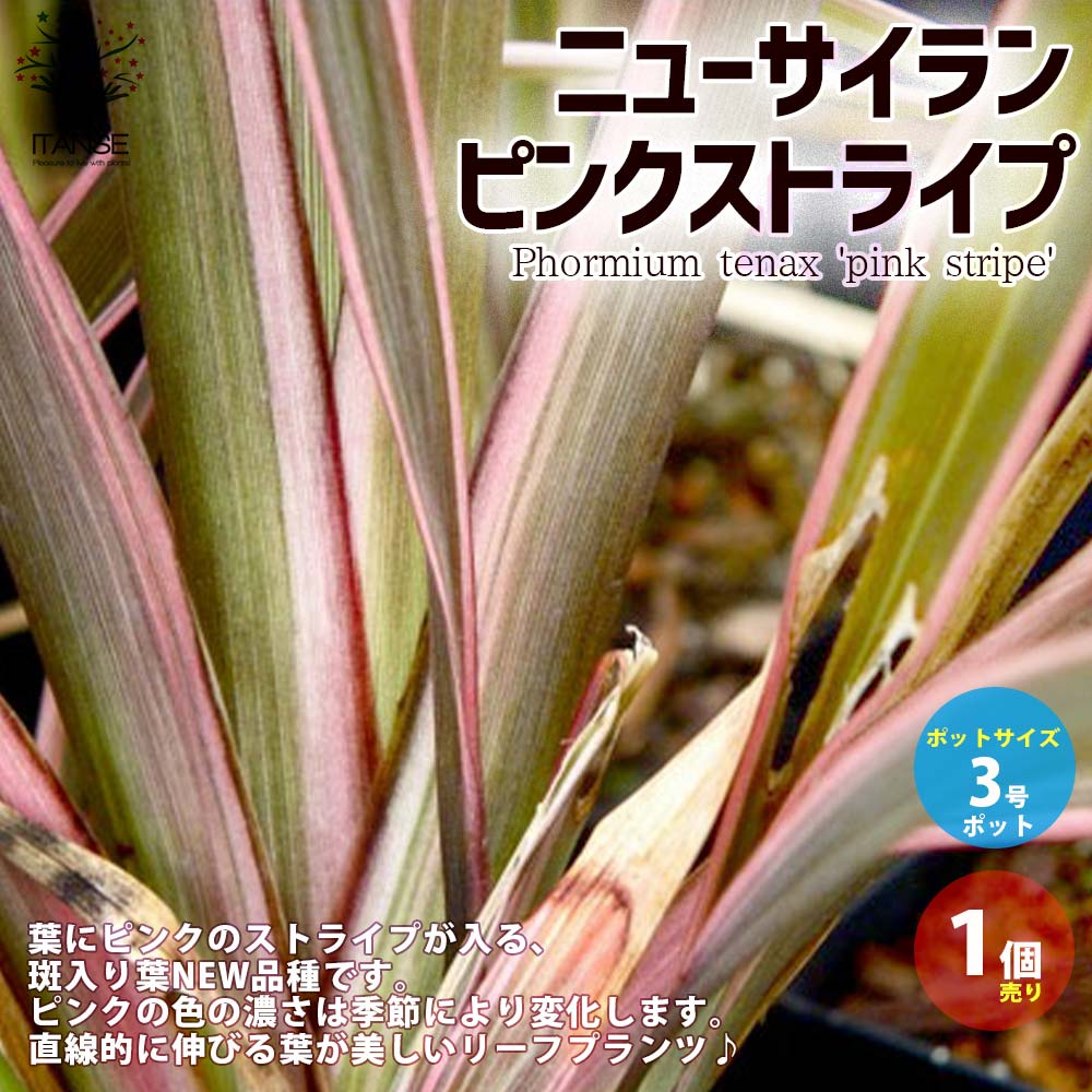 ピンクストライプ ニューサイラン(入才蘭)の苗【庭木 3号ロングポット苗 多年草カラーリーフ・オーナメンタルプランツ苗／1個売り】