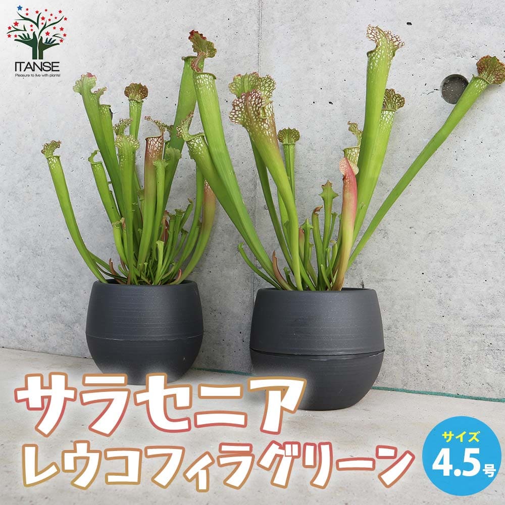 サラセニア レウコフィラグリーン 【花苗 4.5号／1個売り
