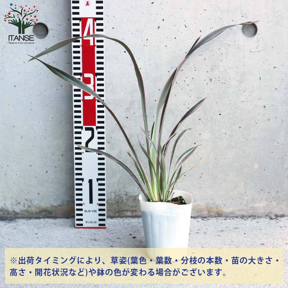 ピンクストライプ ニューサイラン(入才蘭)の苗【庭木 3号ロングポット苗 多年草カラーリーフ・オーナメンタルプランツ苗／1個売り】