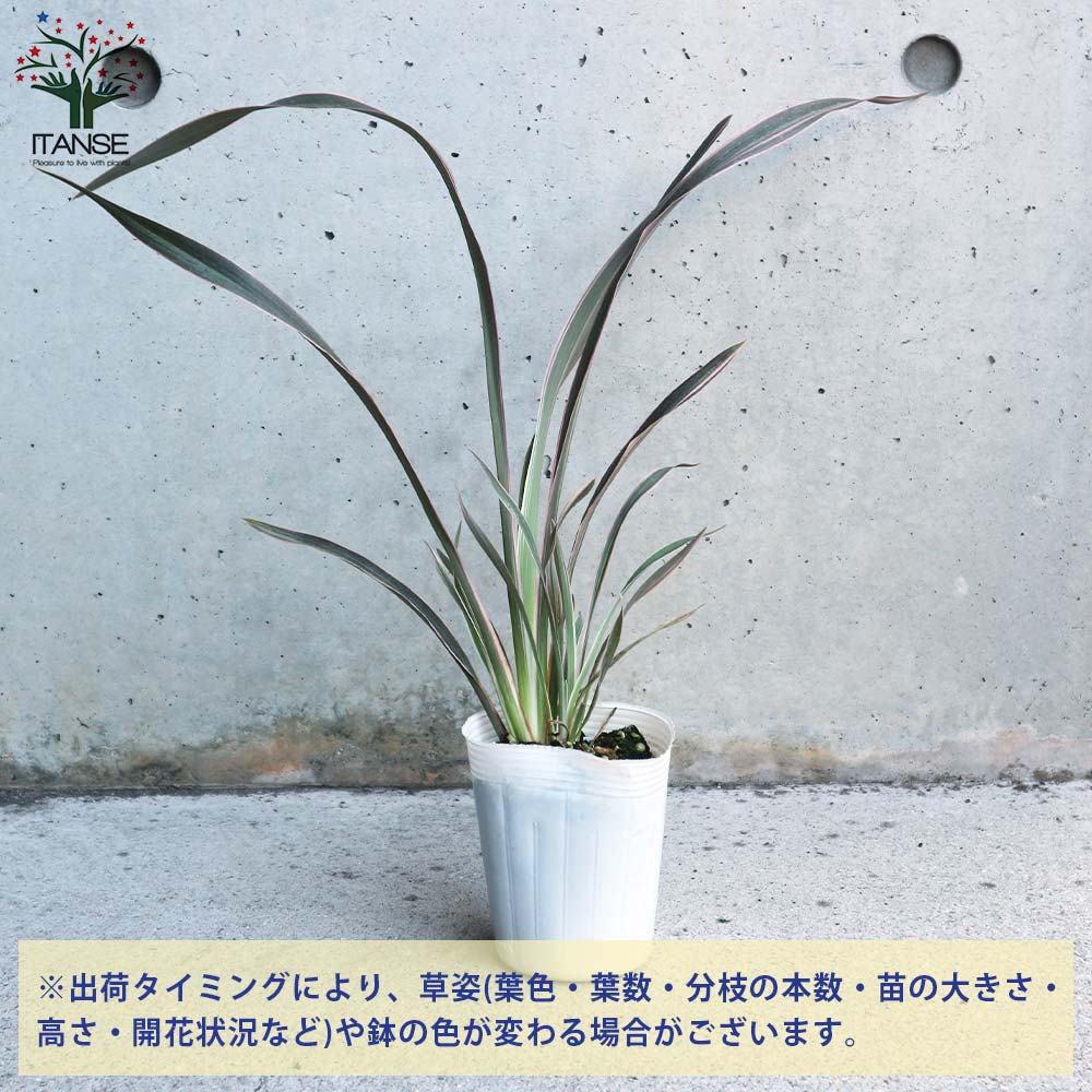 ピンクストライプ ニューサイラン(入才蘭)の苗【庭木 3号ロングポット