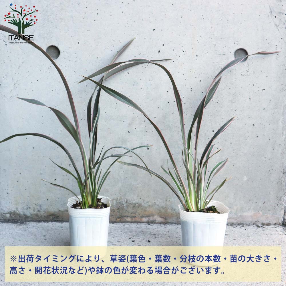 太郎　ニューサイラン・ピンクストライプ　７号×２株 ニューサイラン ピンクストライプ 7号 80cm前後(鉢底から