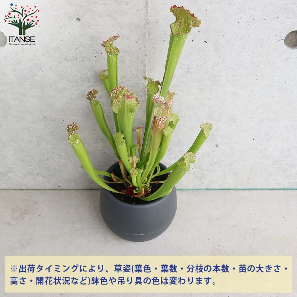 サラセニア レウコフィラグリーン 【花苗 4.5号／1個売り】