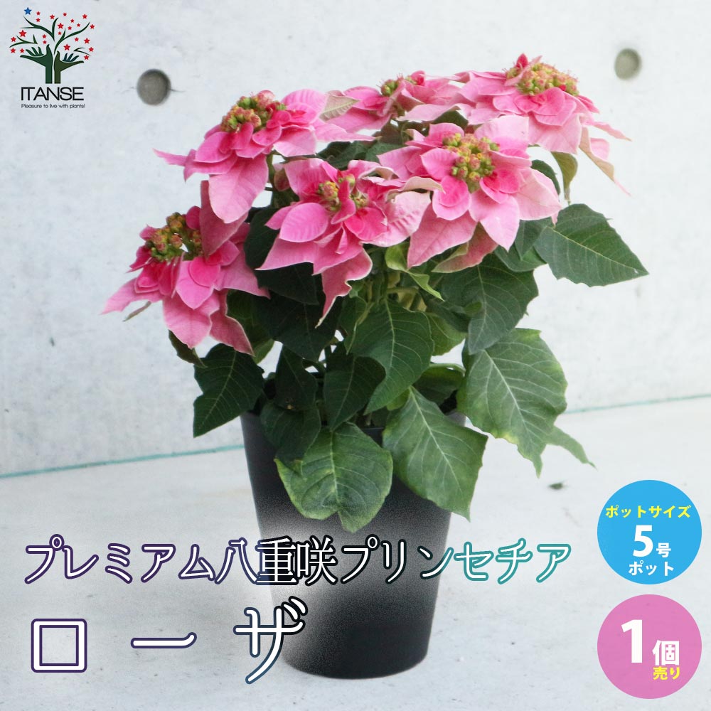 プレミアム八重咲プリンセチア ローザ【花苗 5号鉢／1個売り