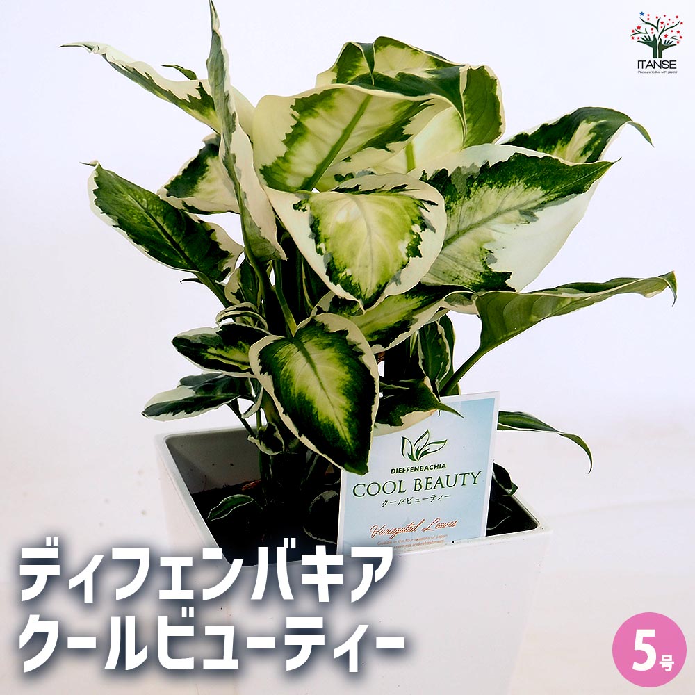 ディフェンバキア クールビューティー 【観葉植物 5号／1個売り
