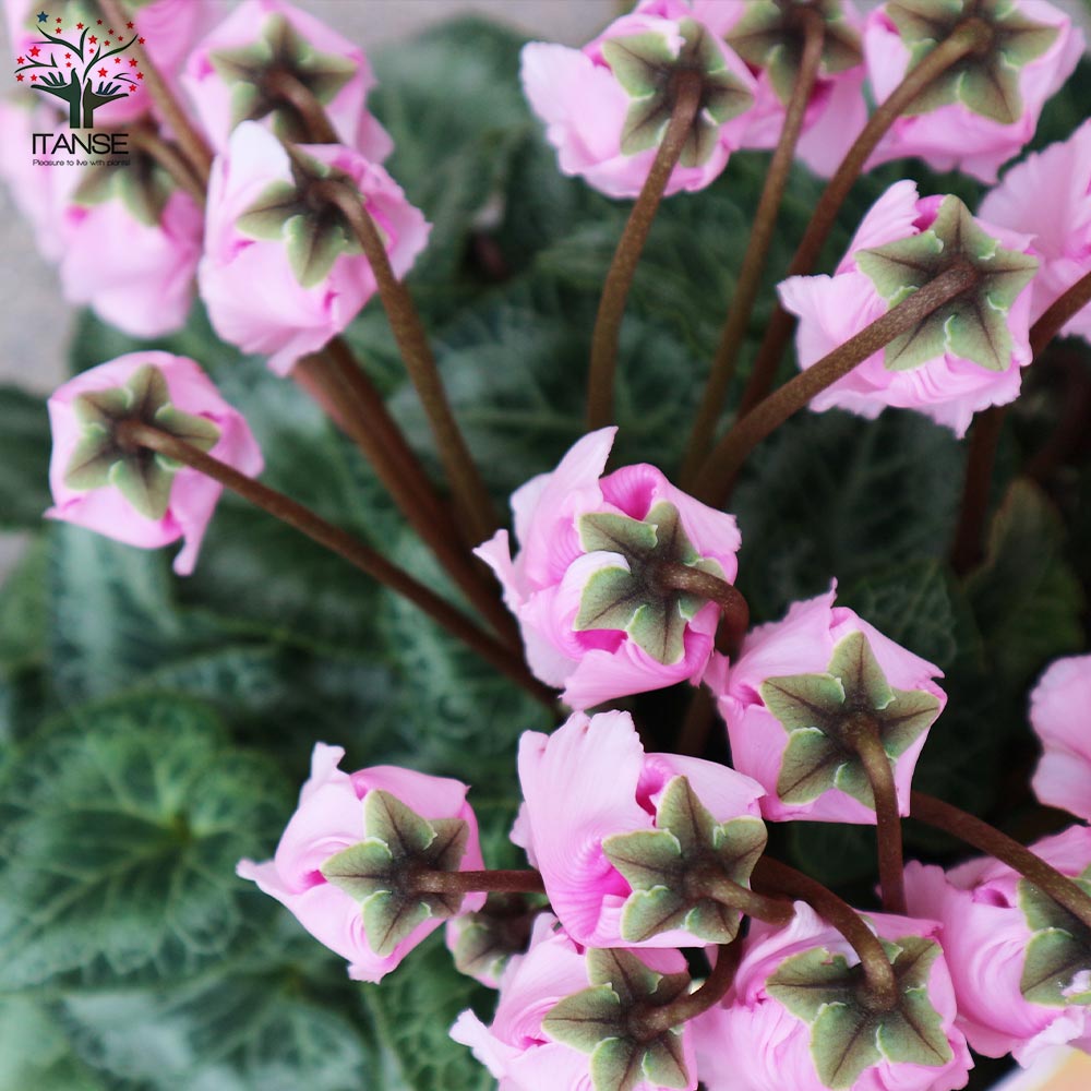 シクラメン カンパーナピンク 開花株【花苗 5号ポット 底面給水鉢／1個