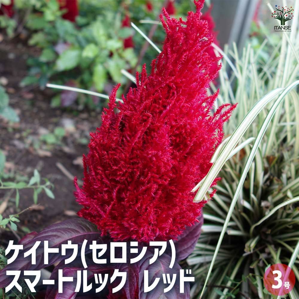 ケイトウ(セロシア) スマートルック レッド 【花苗 3号】｜ 【植物の