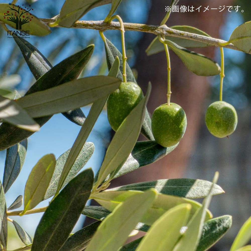 オリーブの木 ネバディロブランコ 7号 140cm NO.179 人気品種 観葉