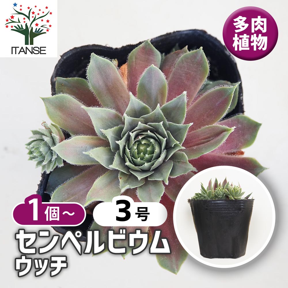 センペルビウム ウッチ 【多肉植物 3号】｜ 【植物のITANSE
