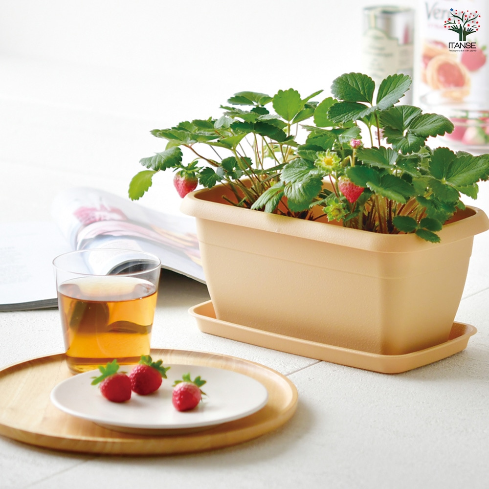 echidna fruit pot エアープランツ　プランター　苺 echidna fruit pot エアープランツ プランター 苺