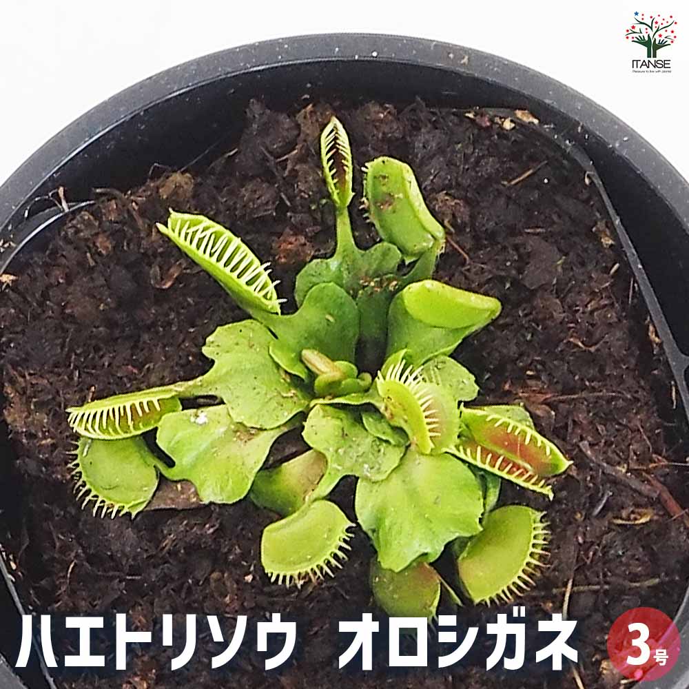 食虫植物 ハエ取り草 オロシガネ 【観葉植物 3号／1個売り】