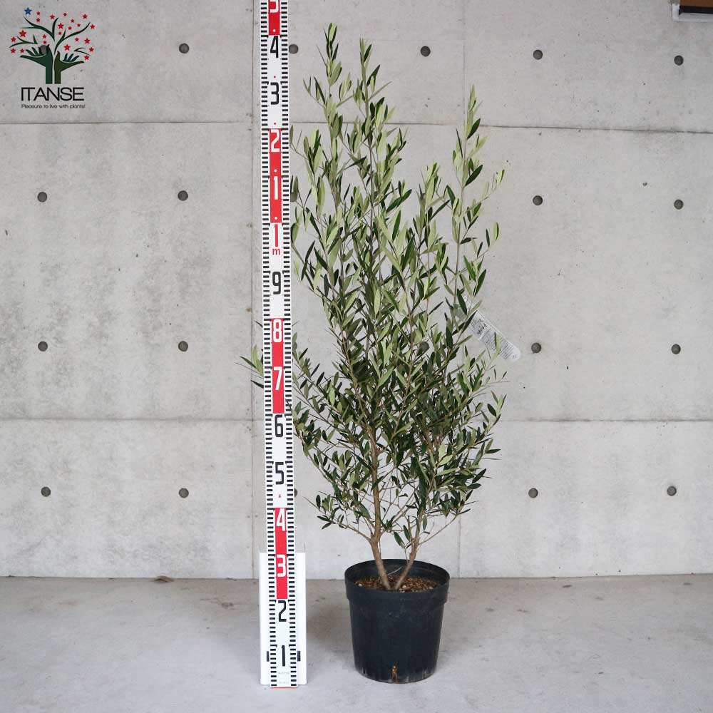 オリーブ ひなかぜ 8号 ☆樹高130cm！そのまま庭に植えても立派☆