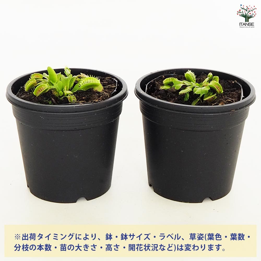 食虫植物 ハエ取り草 オロシガネ 【観葉植物 3号／1個売り】