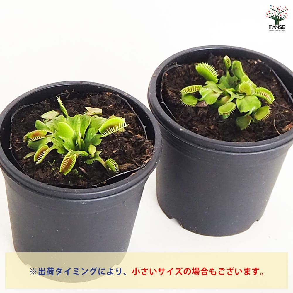 食虫植物 ハエ取り草 オロシガネ 【観葉植物 3号／1個売り】