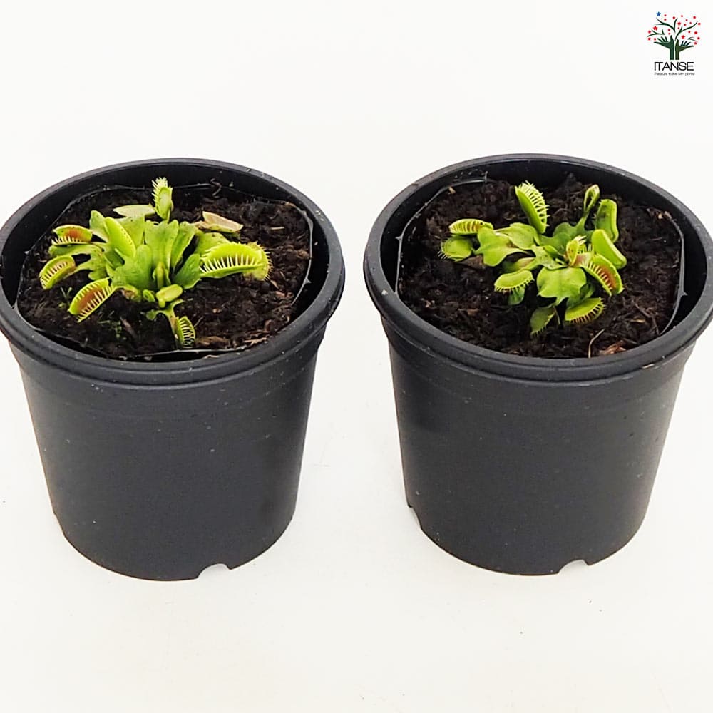 食虫植物 ハエ取り草 オロシガネ 【観葉植物 3号／1個売り】