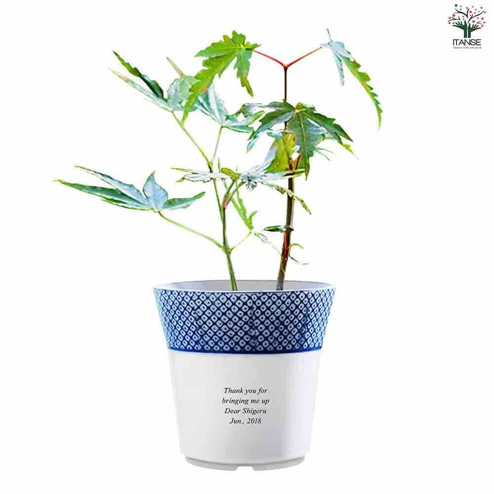 栽培セット 染付小紋 盆栽栽培セット もみじ 【1個売り】｜ 【植物の 