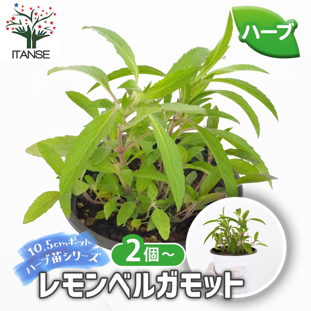 ベルガモット柑橘大苗木　レモンの横に♪ ベルガモット柑橘大苗木 レモンの横に♪ - メルカリ