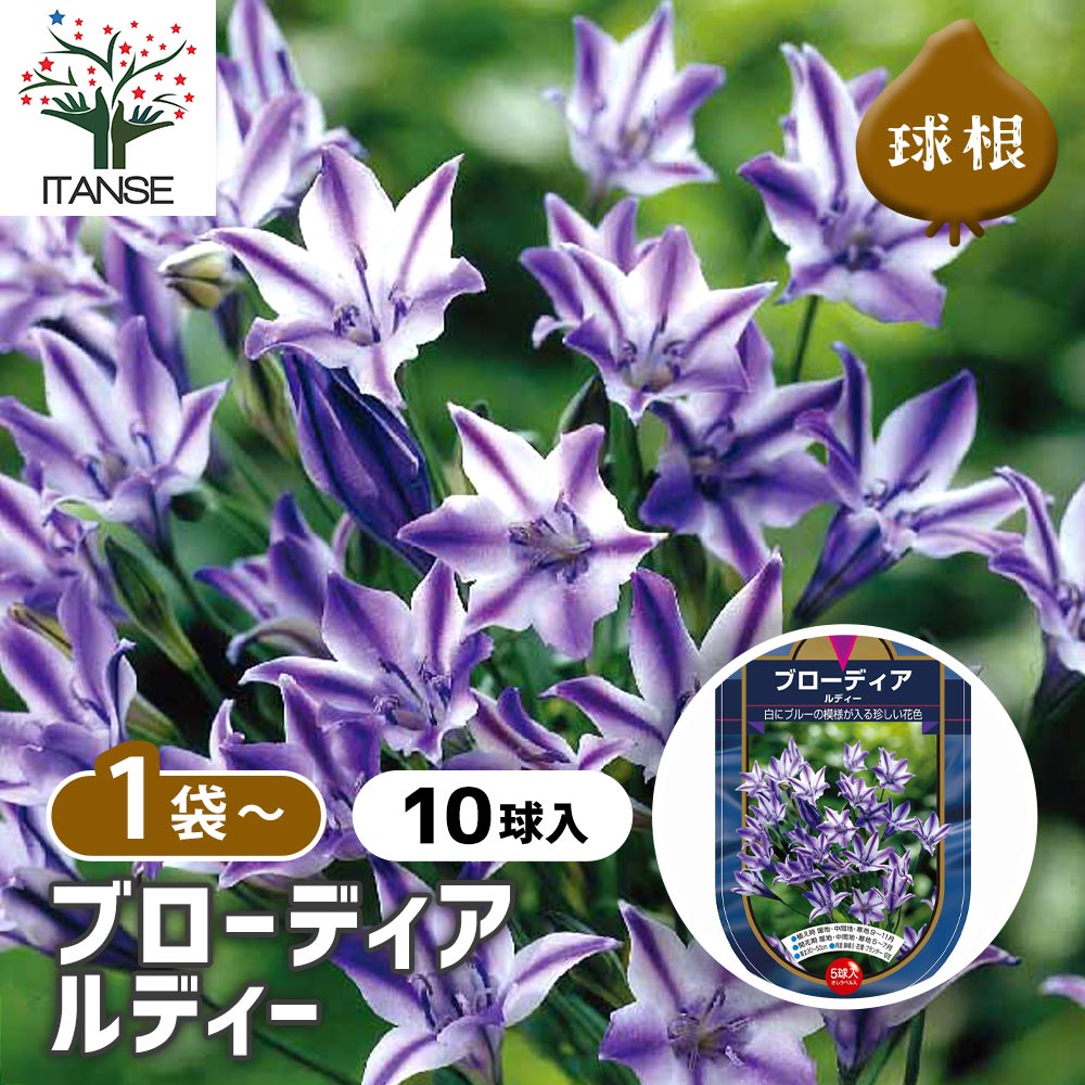 球根 ブローディア ルディー 【花球根 5球】｜ 【植物のITANSE