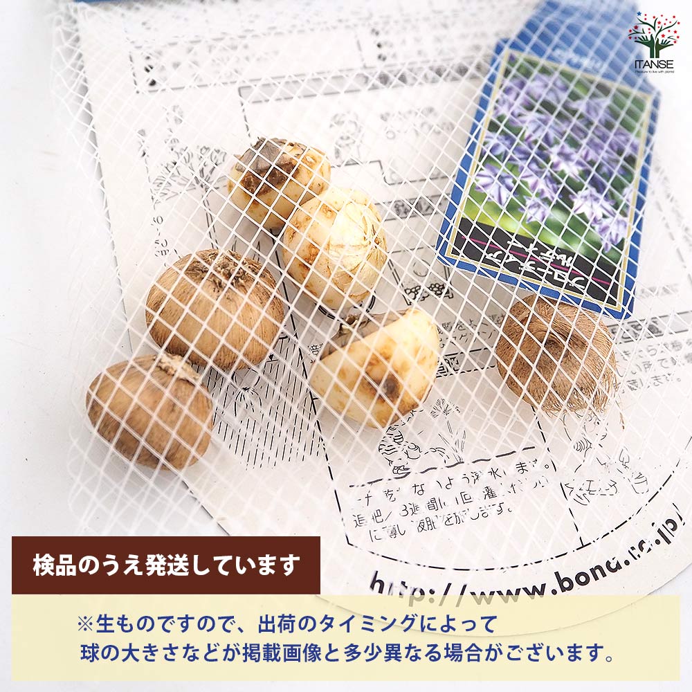 球根 ブローディア ルディー 【花球根 5球】｜ 【植物のITANSE