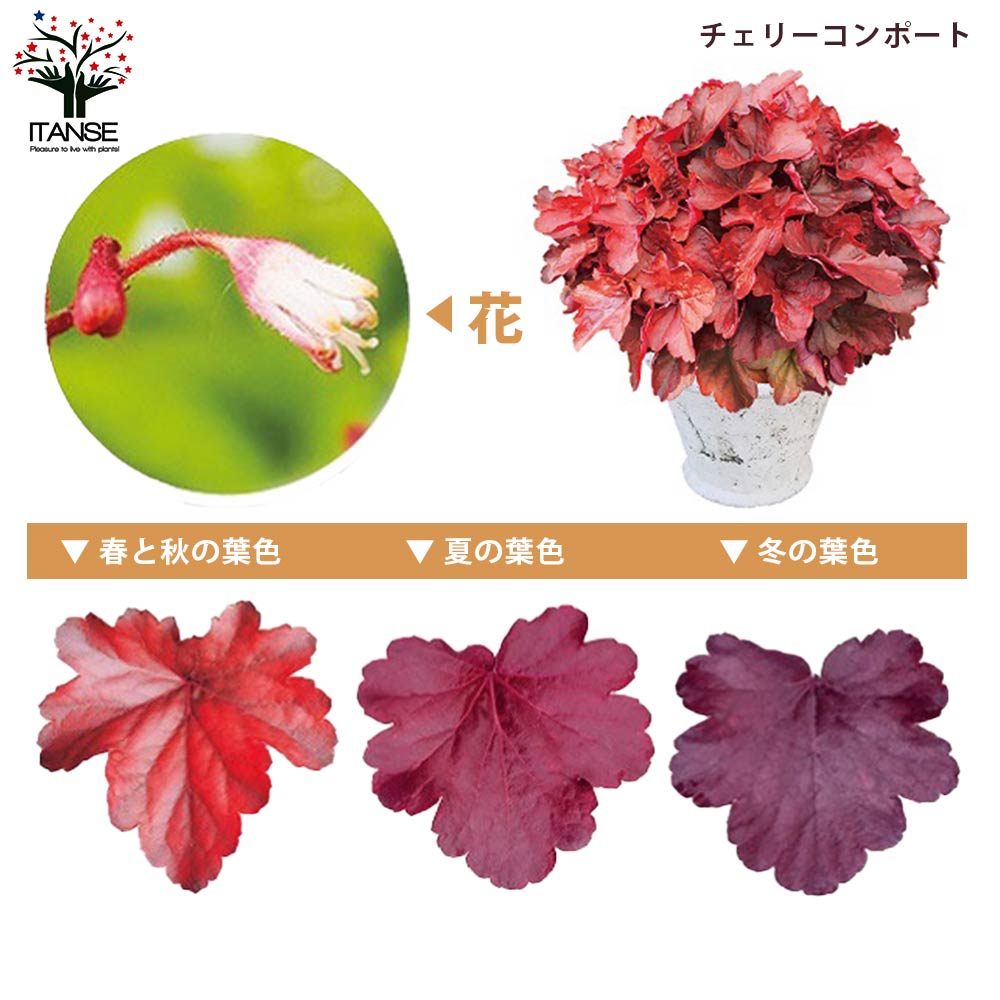 激安通販の ヒューケラ ワインレッド ツボサンゴ 花付き大苗 ポット土付き 宿根草 植物 観葉植物