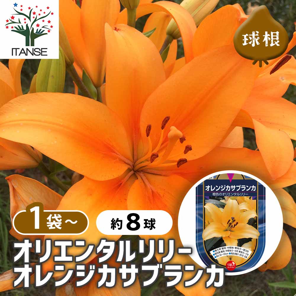 花球根 オリエンタルリリー オレンジカサブランカ 【花球根 1球