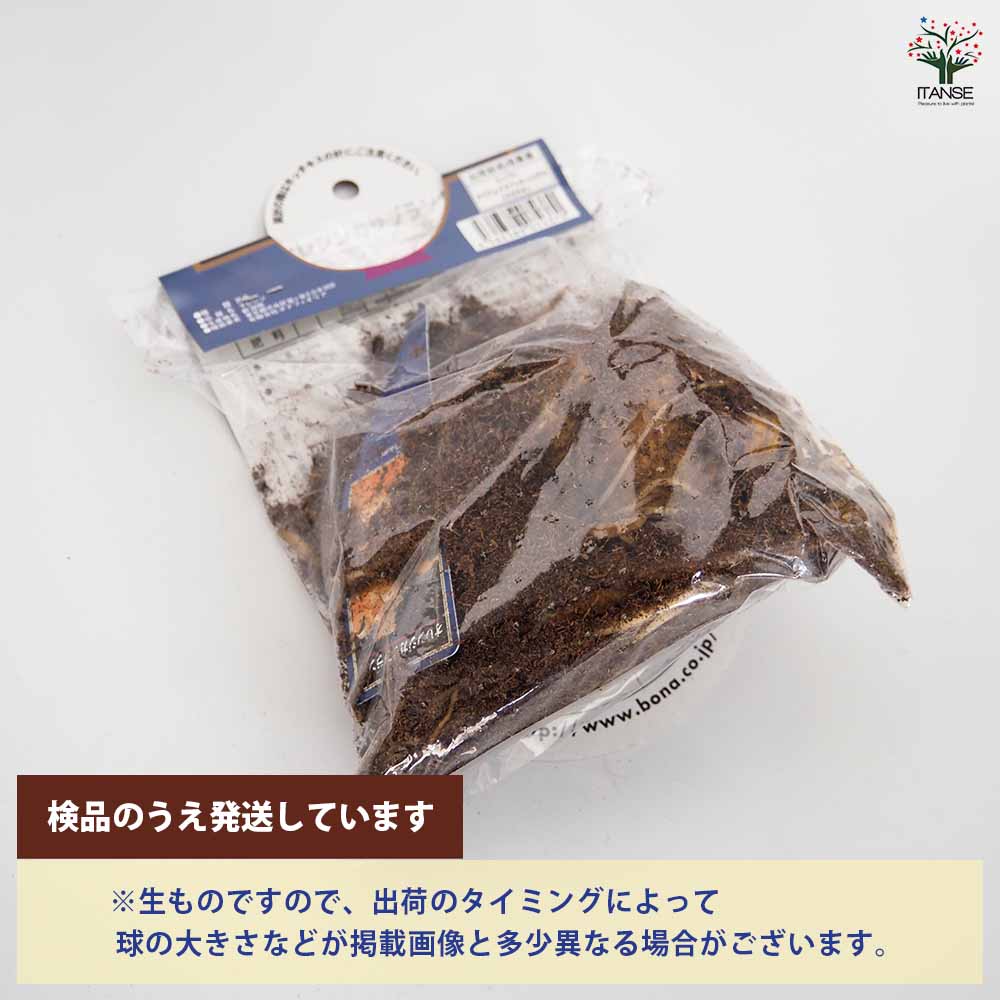 花球根 オリエンタルリリー オレンジカサブランカ 【花球根 1球